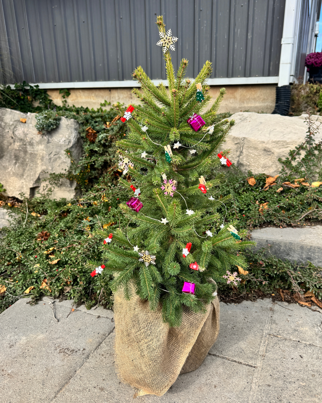 Christmas Urn Insert - White Spruce