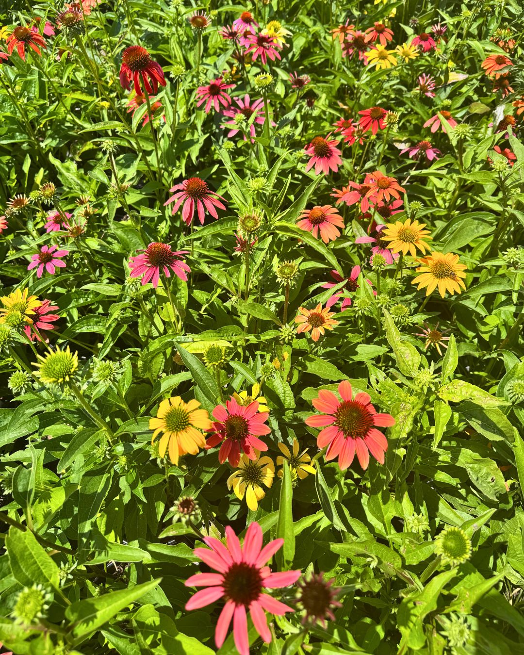Cheyenne Spirit Coneflower