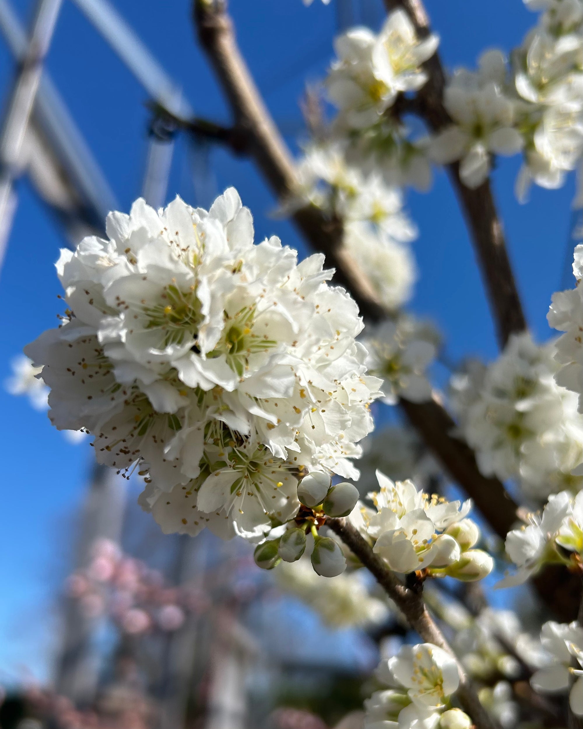 Nadia Cherry-Plum