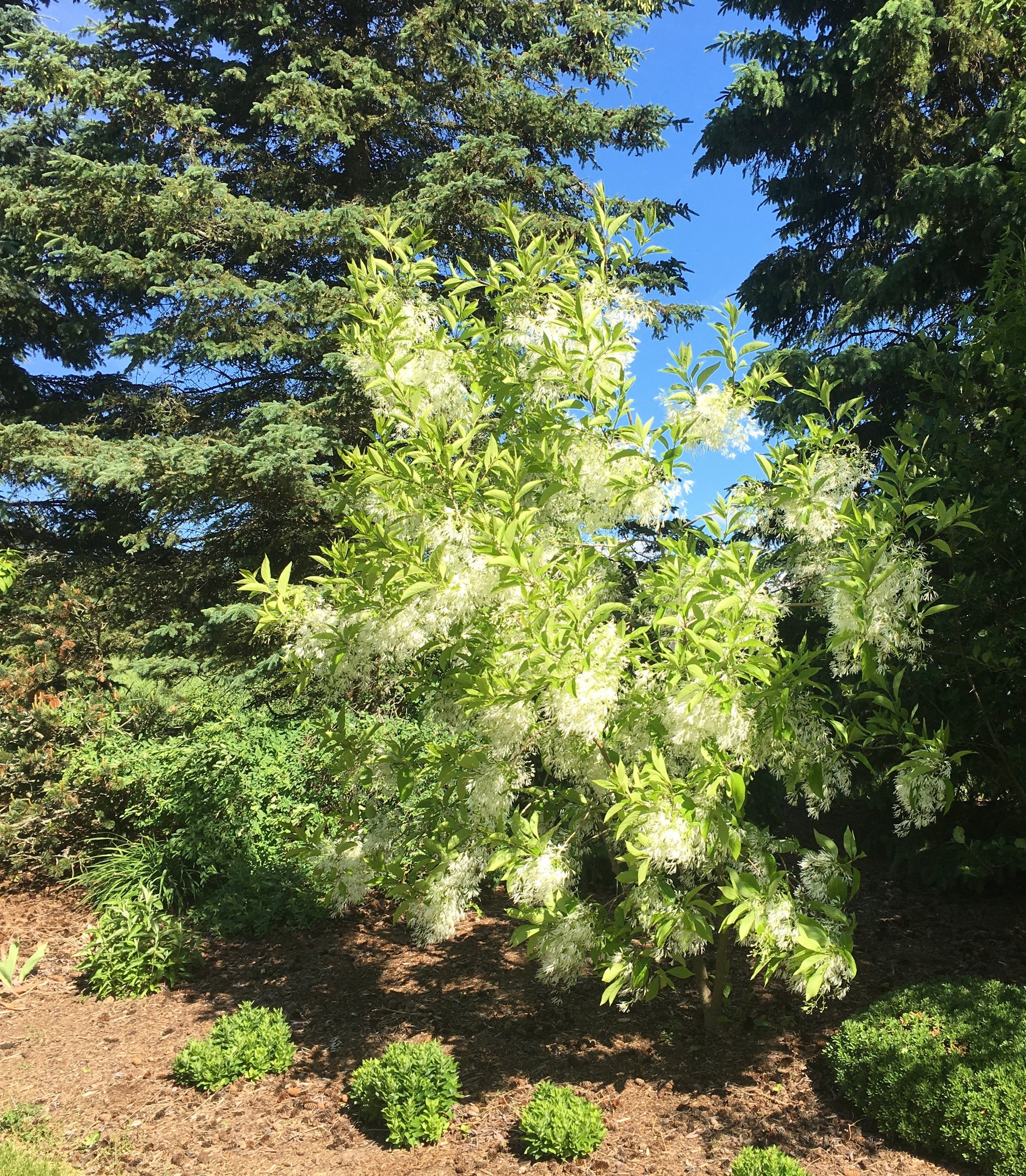 Fringetree