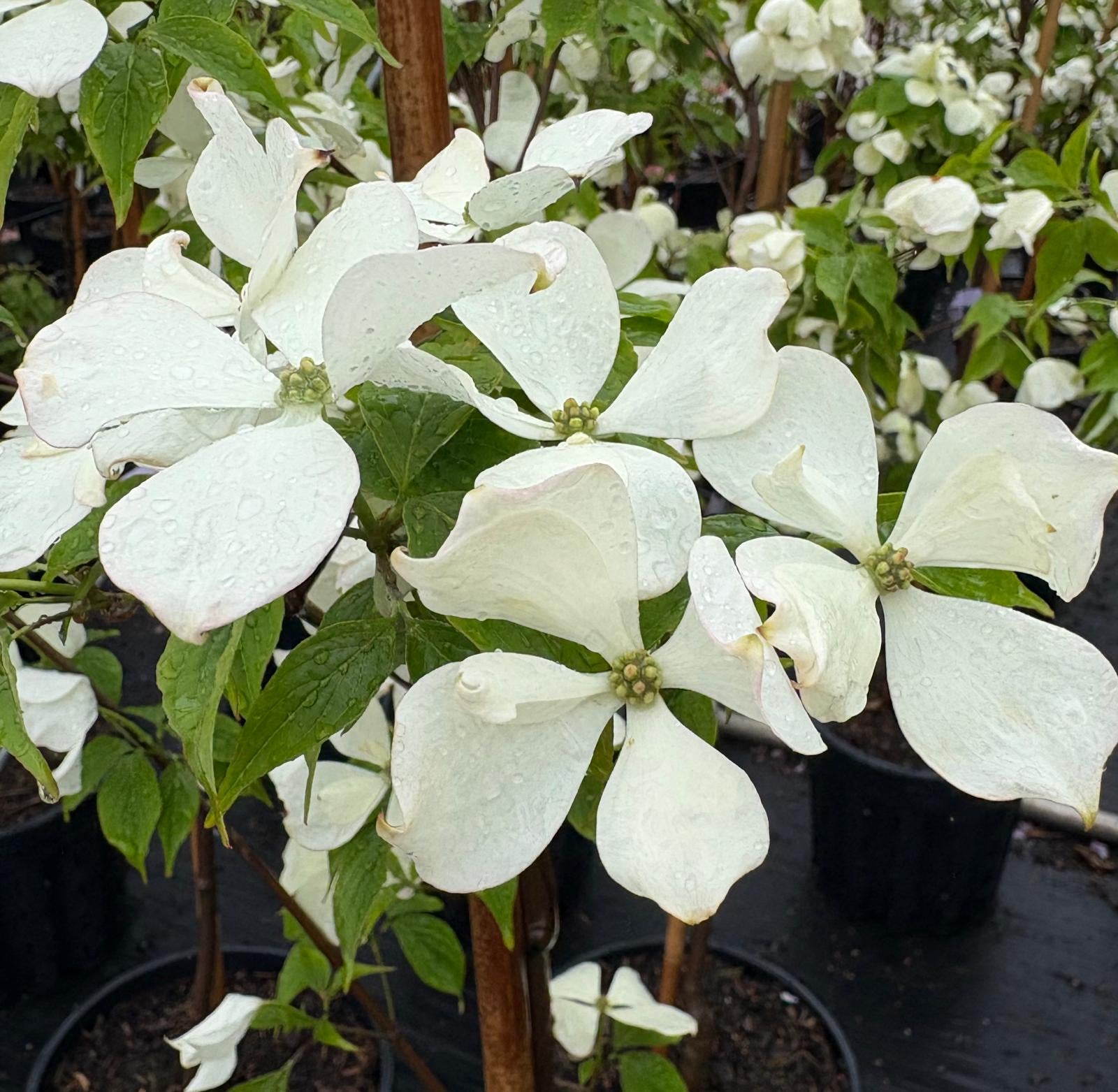 Constellation Dogwood