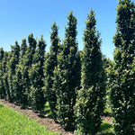 Lucas Pyramidal Hornbeam