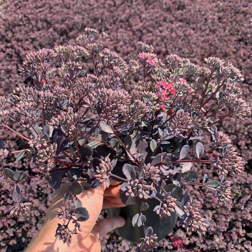 Sedum x Bertram Anderson Stonecrop