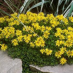 Sedum kamtschaticum Russian Stonecrop
