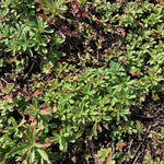 Sedum sichotense Stonecrop