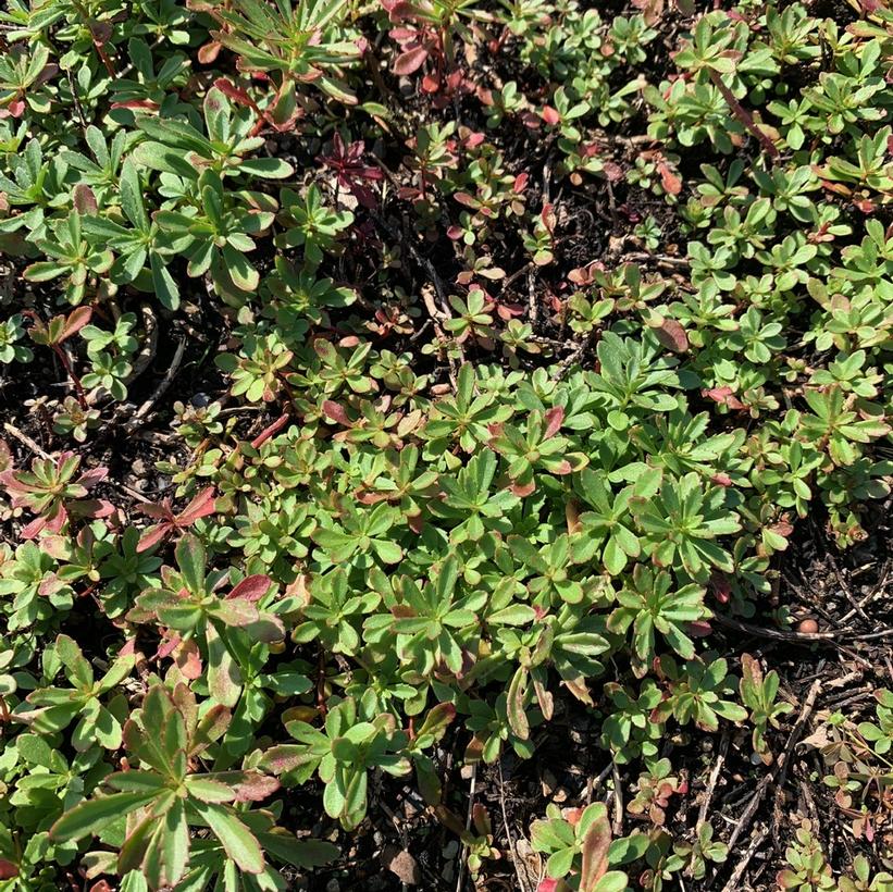 Sedum sichotense Stonecrop