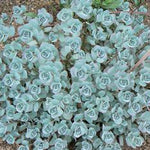 Sedum sieboldii October Daphne