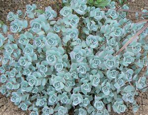 Sedum sieboldii October Daphne