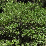 Ilex verticillata Jim Dandy Jim Dandy Winterberry