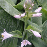 Hosta Blue Umbrellas Plantain Lily