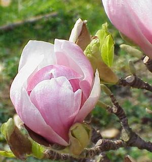 Magnolia x soulangeana Saucer Magnolia