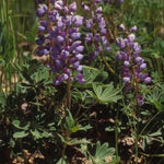 Lupinus perennis Sundial Lupine