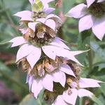 Monarda punctata Spotted Bee Balm