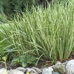 Acorus calamus Variegatus Variegated Sweet Flag