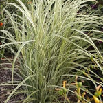 Miscanthus sinensis Dixieland Dixieland Maiden Grass