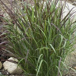 Panicum virgatum Cheyenne Sky PP23209 Cheyenne Sky Switch Grass