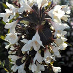 Weigela x Tuxedo Velda PPAF, CPBRAF Tuxedo Weigela