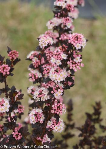 Physocarpus opulifolius Tiny Wine SMPOTW PP26749, CPBR5128 Tiny Wine Ninebark