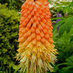 Kniphofia uvaria Red Hot Poker