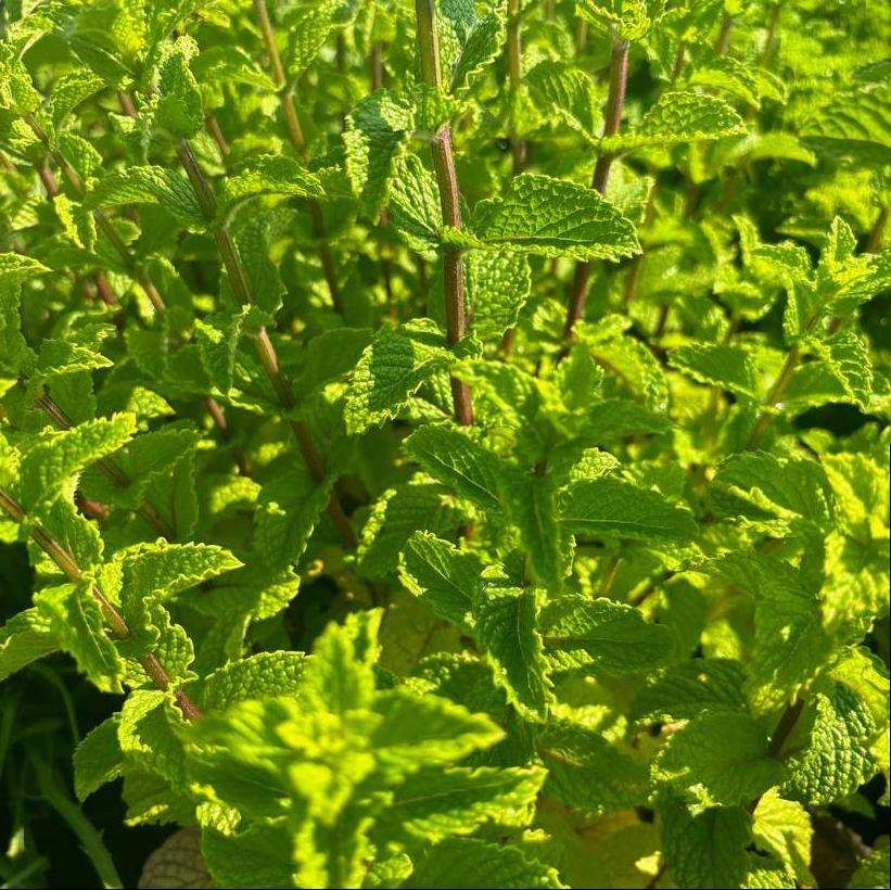 Mojito Mint