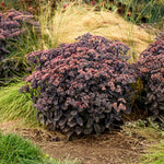 Sedum hybridum Back in Black PP33632 CPBRAF Back in Black Stonecrop