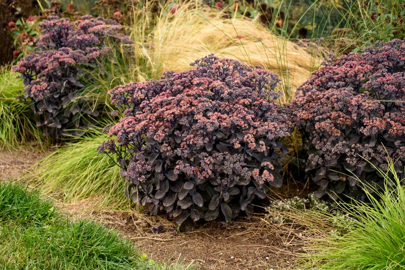 Sedum hybridum Back in Black PP33632 CPBRAF Back in Black Stonecrop