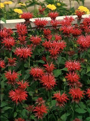 Monarda didyma Gardenview Scarlet Bee Balm