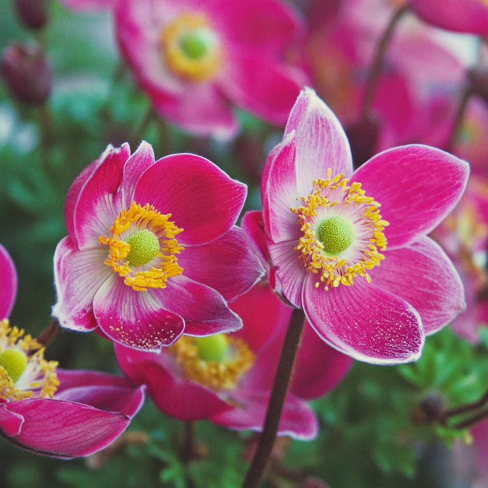 Japanese Anemone