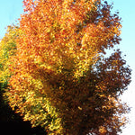 Acer saccharum Green Mountain PP2339 Green Mountain Sugar Maple
