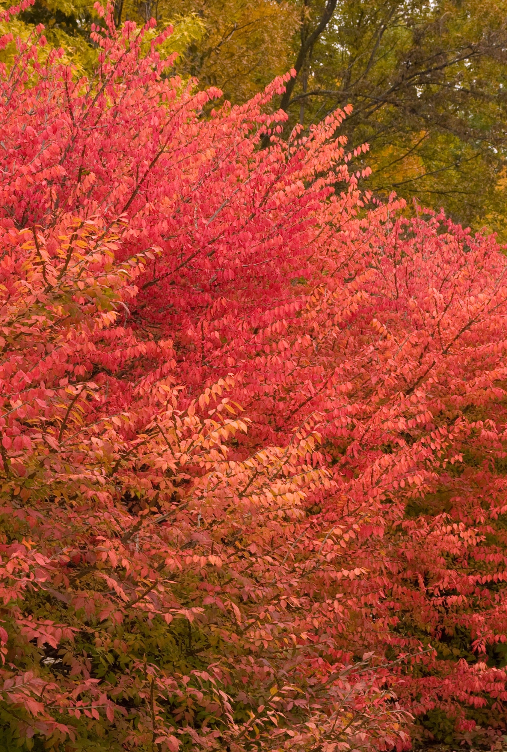 Euonymus alatus Burning Bush