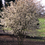 Amelanchier x grandiflora Autumn Brilliance PP5717 Autumn Brilliance Serviceberry