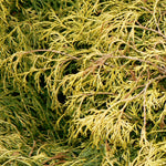 Chamaecyparis pisifera Filifera Aurea Nana Dwarf Golden Threadleaf Falsecypress