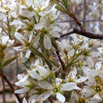 Amelanchier laevis Cumulus Cumulus Serviceberry