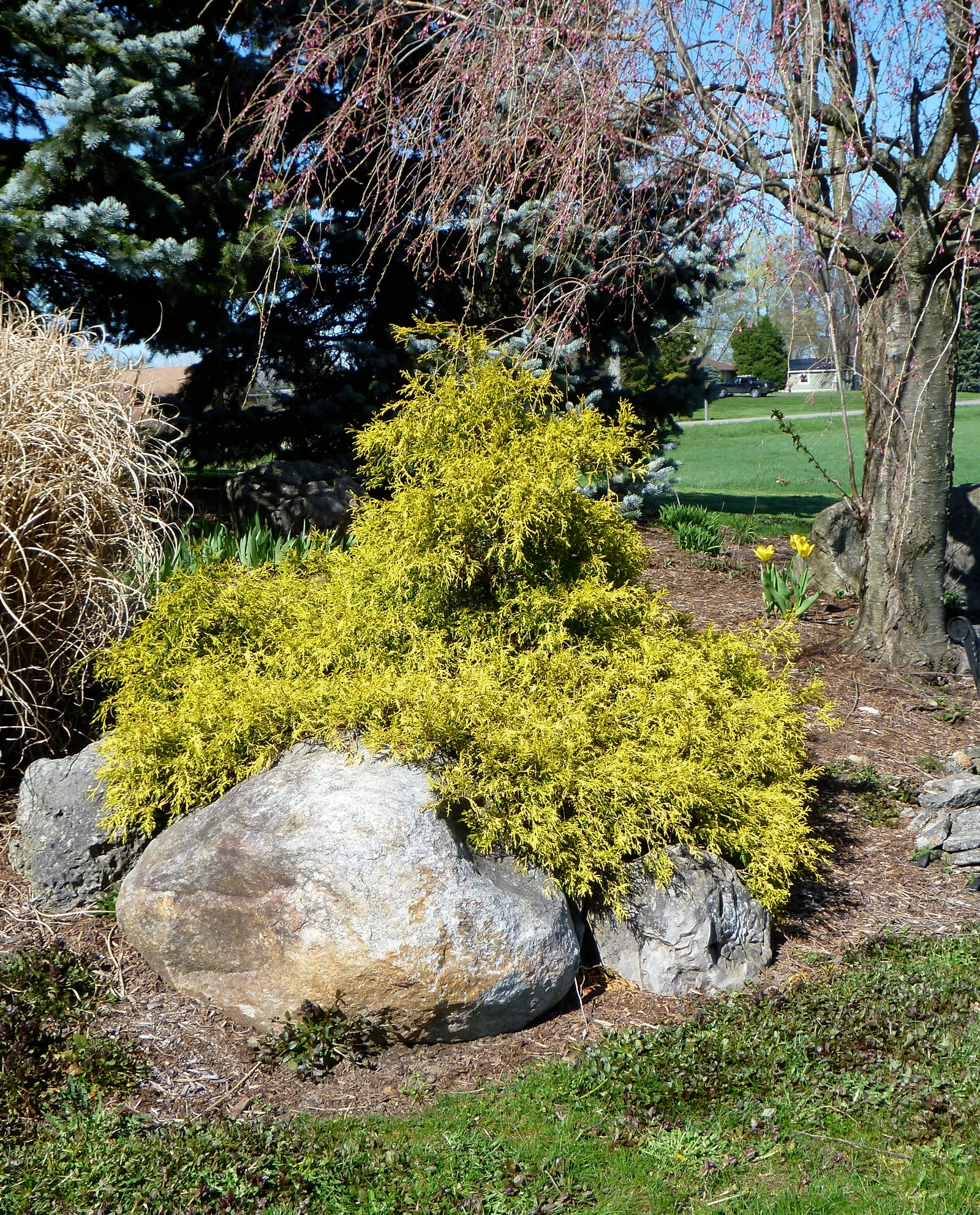 Chamaecyparis pisifera Golden Mops Golden Mop Threadleaf Falsecypress