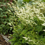 Aruncus aethusifolius Dwarf Goat's Beard