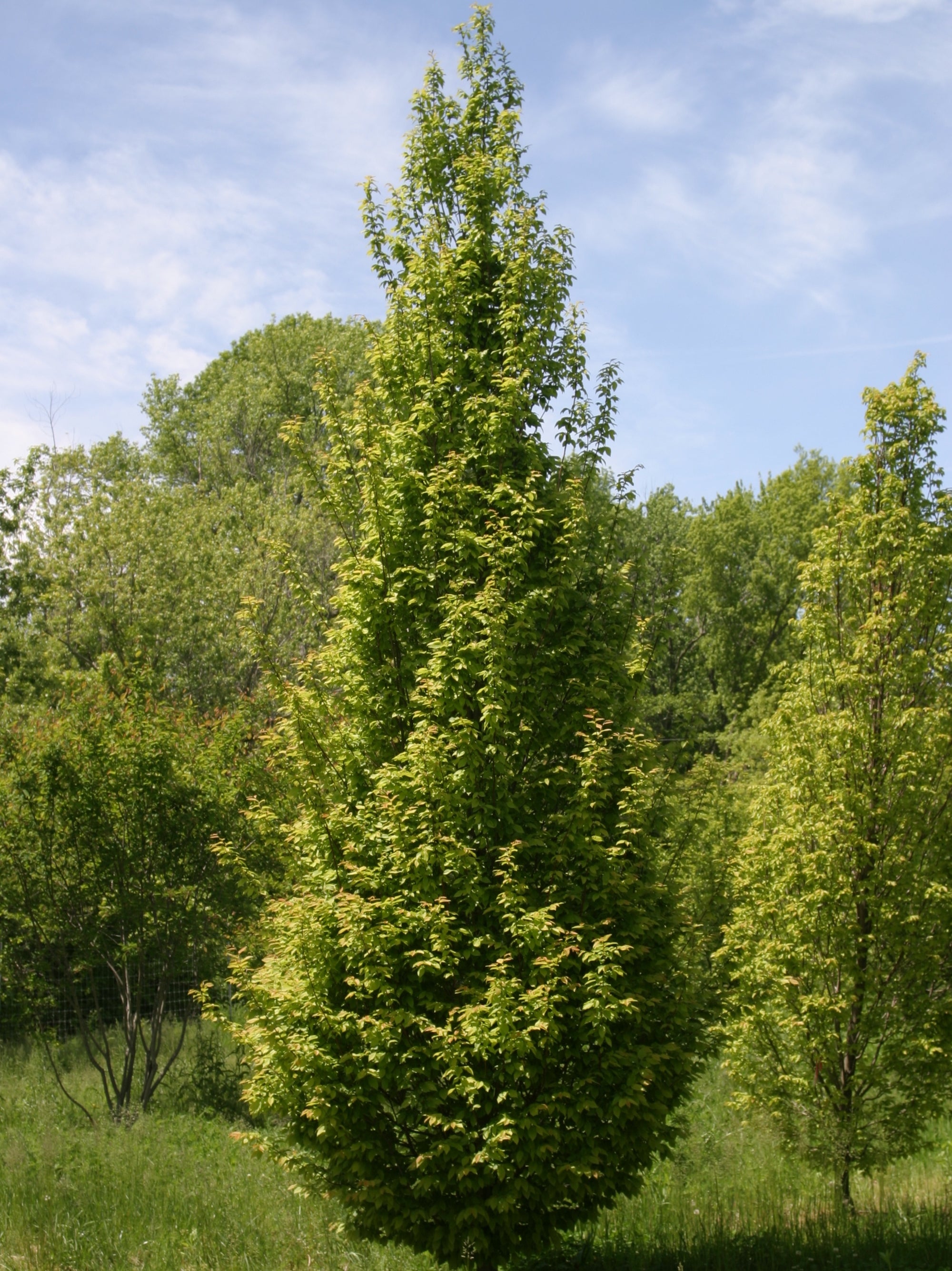 Carpinus betulus Frans Fontaine Frans Fontaine Hornbeam