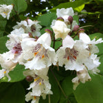 Catalpa speciosa Northern Catalpa