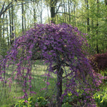 Cercis canadensis Lavender Twist Covey PP10328, COPF Lavender Twist Redbud