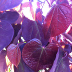 Cercis canadensis Forest Pansy PP2556 Forest Pansy Redbud