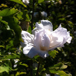 Hibiscus syriacus Jeanne de Arc Rose of Sharon