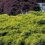Juniperus chinensis Gold Coast Aurea PP2491 Gold Coast Juniper