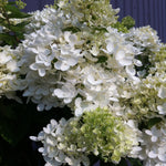 Hydrangea paniculata Grandiflora Peegee Hydrangea