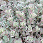 Sedum cauticola Lidakense Stonecrop