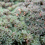 Sedum hispanicum Blue Carpet Spanish Stonecrop