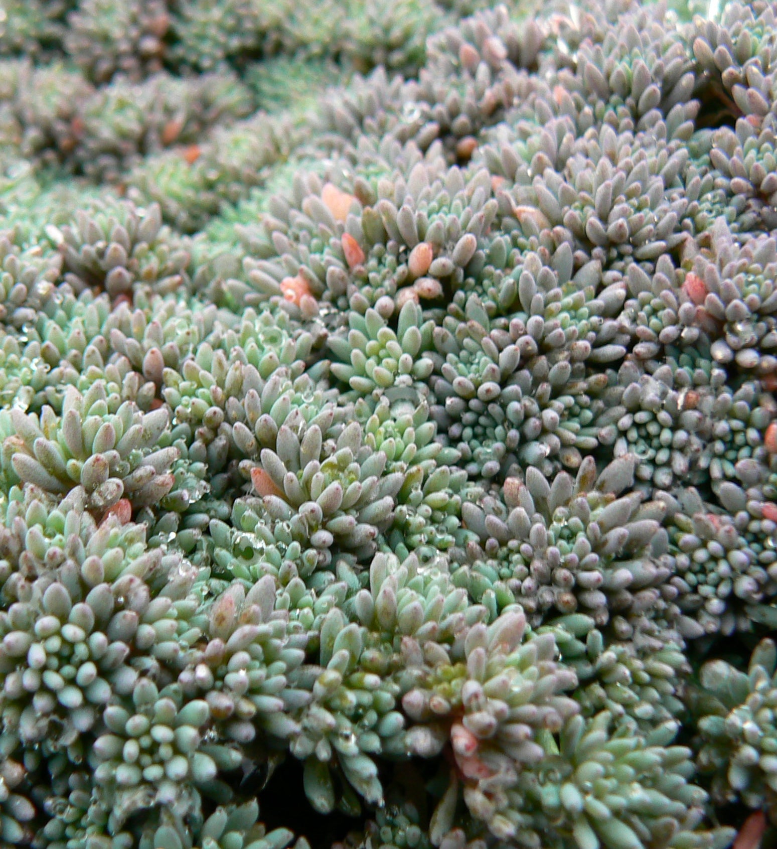 Sedum hispanicum Blue Carpet Spanish Stonecrop