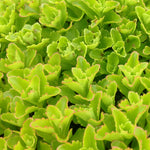 Sedum selskianum Spirit Stonecrop