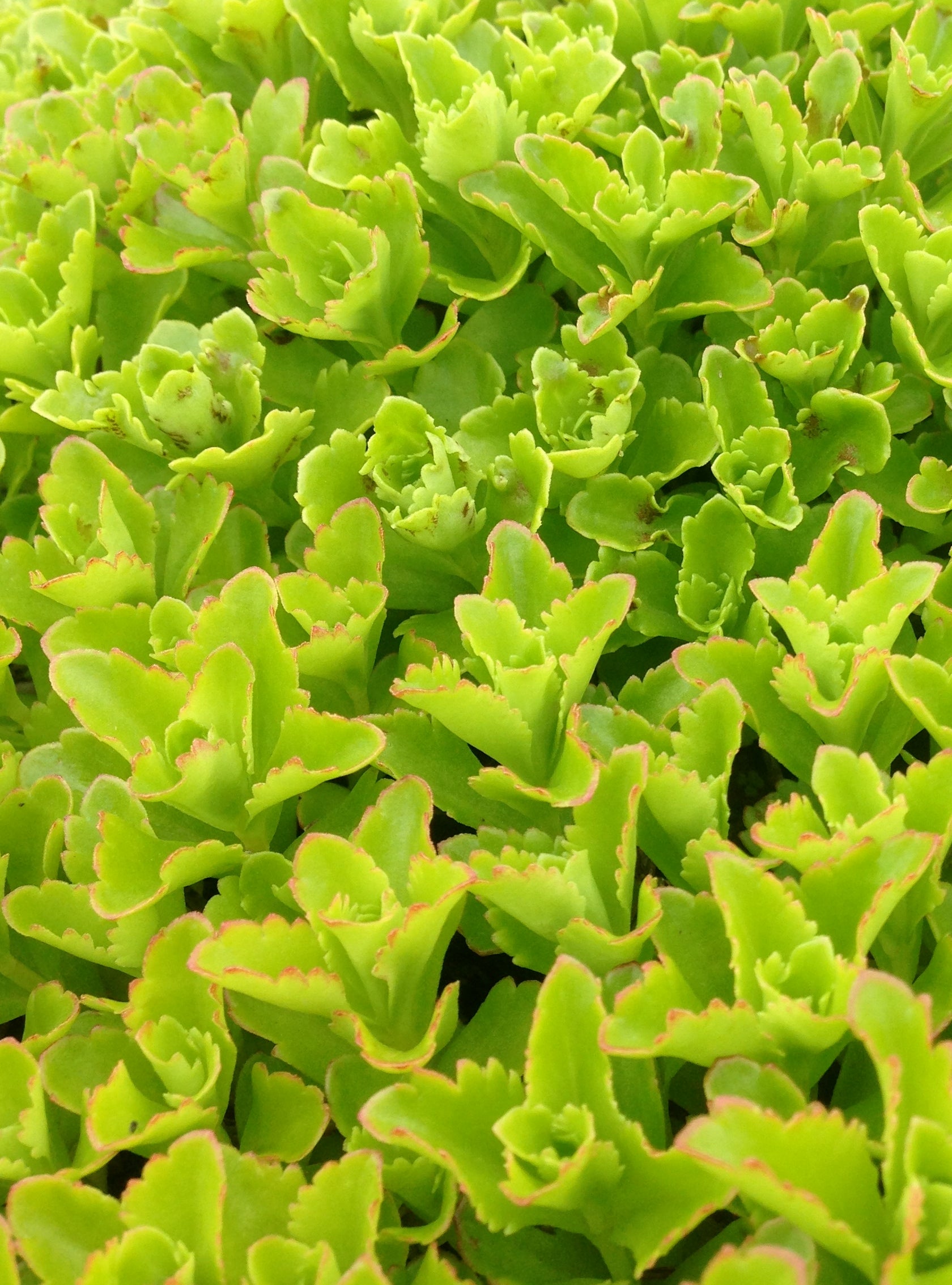 Sedum selskianum Spirit Stonecrop