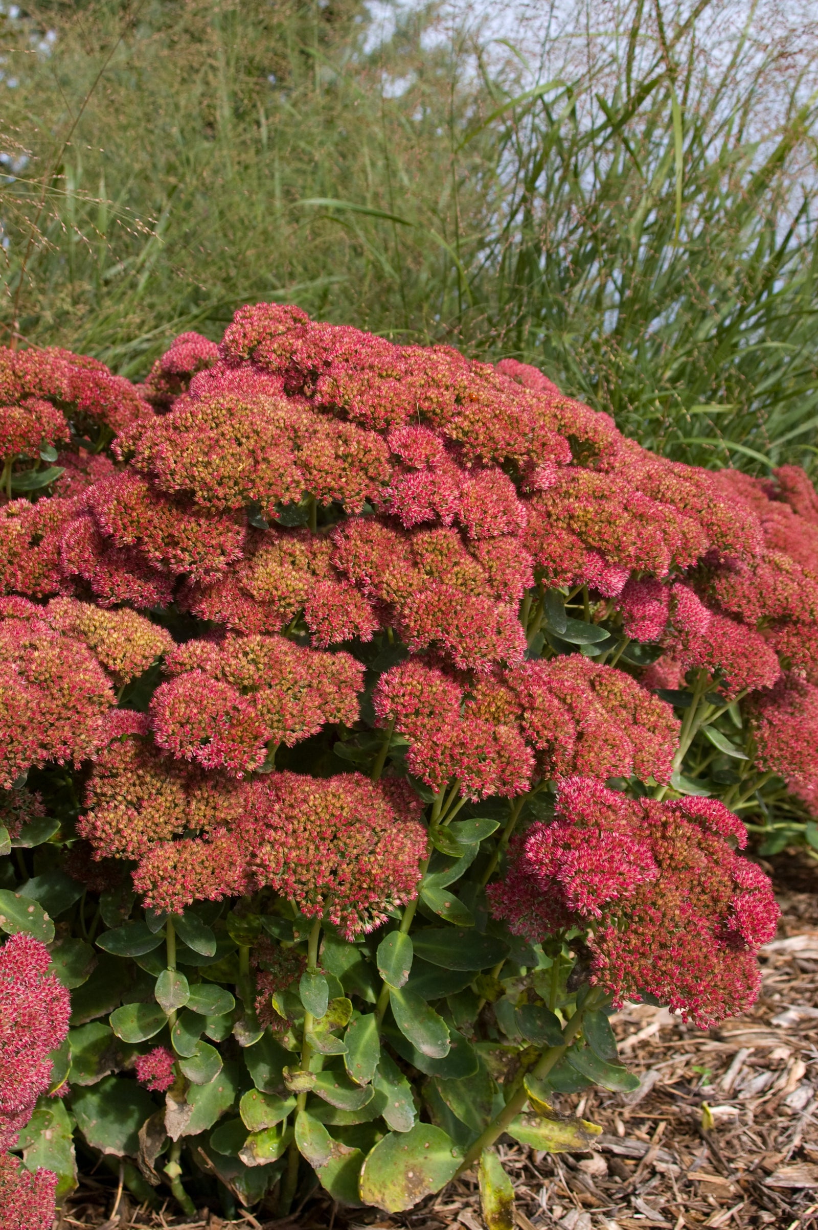 Sedum spectabile Autumn Fire COPF Showy Stonecrop