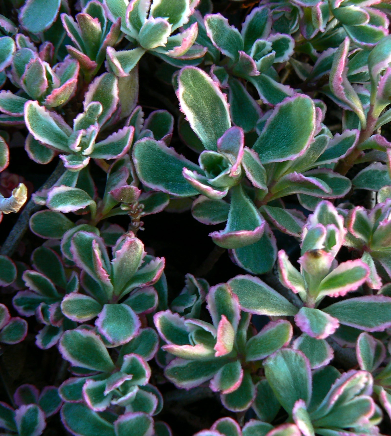 Sedum spurium Tricolor Two row Stonecrop
