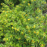 Hypericum prolificum Shrubby St. John's Wort